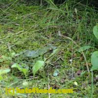 /home//u458753944/public_html/sourcegallery///Frogs/Mixed frogs/P8150191.JPG